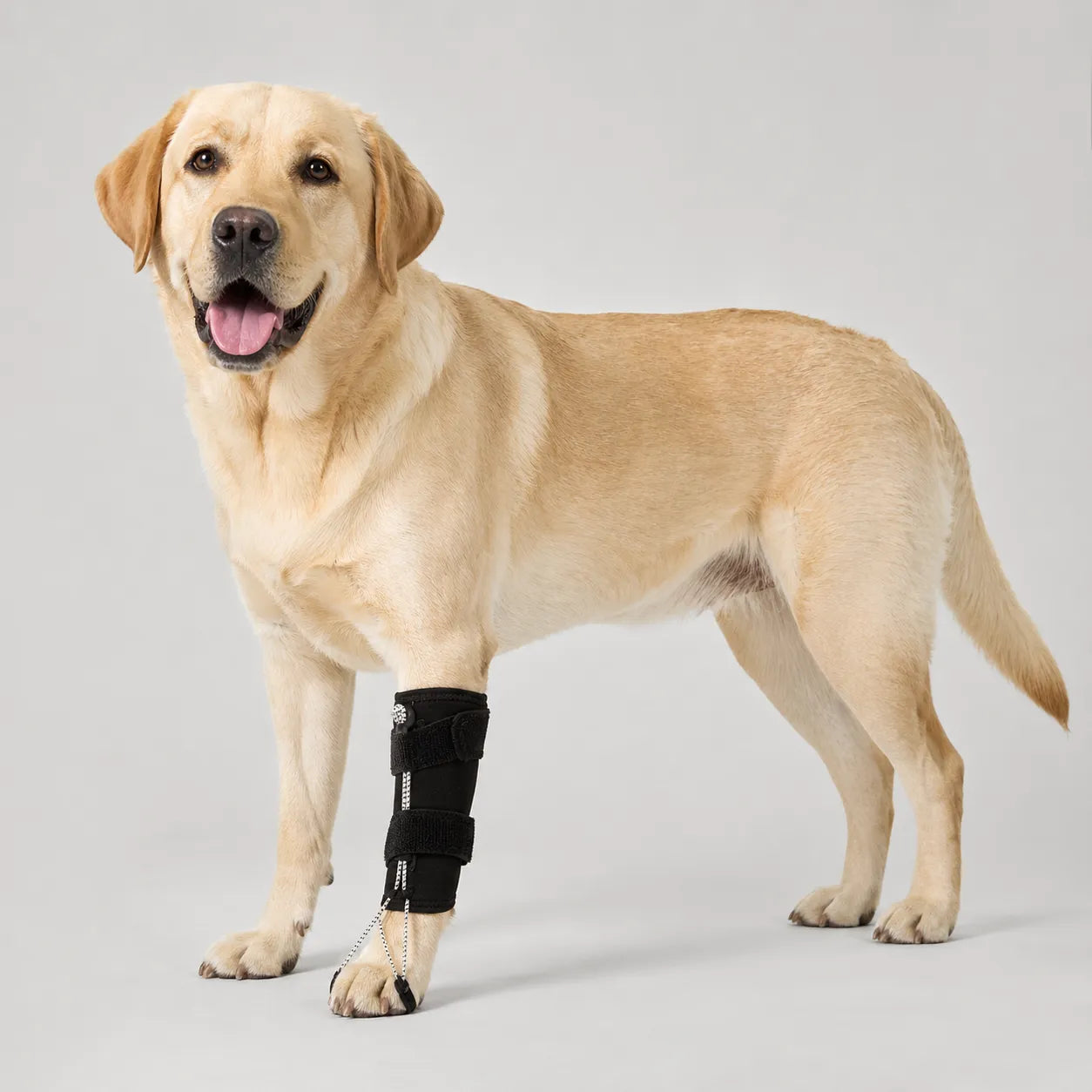 Dog Knuckling Brace for DM & IVDD - Anti-Drag Front & Back Leg Support
